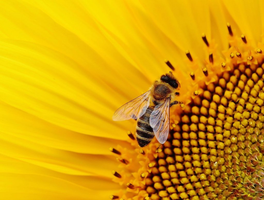 Abeille posée sur une fleur