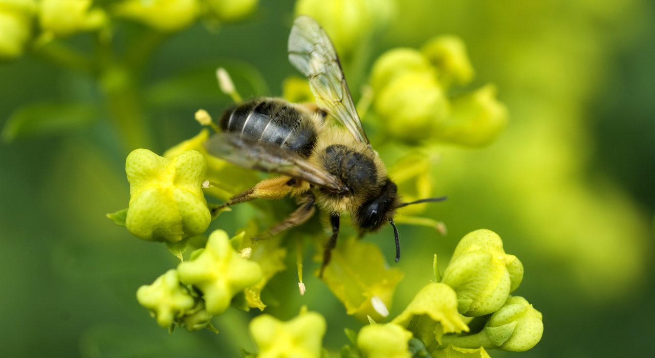 L’Abeille noire, une espèce en voie de disparition