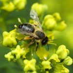 L’Abeille noire, une espèce en voie de disparition