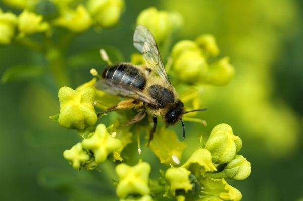 Les abeilles noires : mode de vie, informations & conseils pour acheter son miel