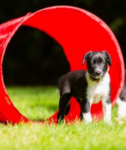 agility chien