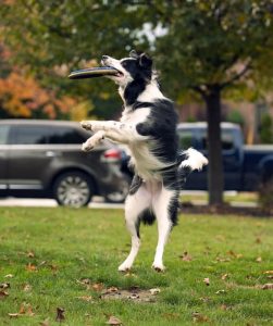 chien joue au frisbee