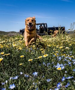 chien en pleine nature