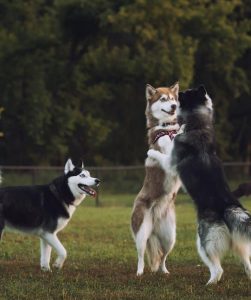 chiens dans un parc