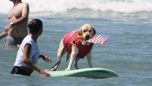 chien surf