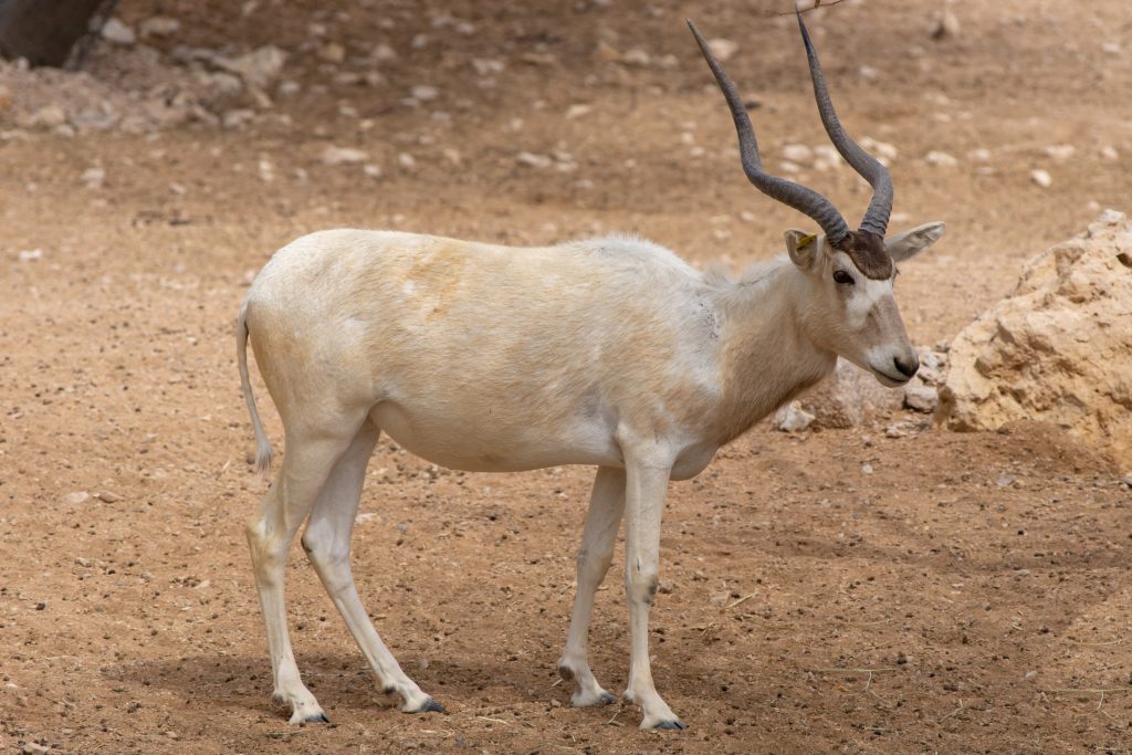 Addax