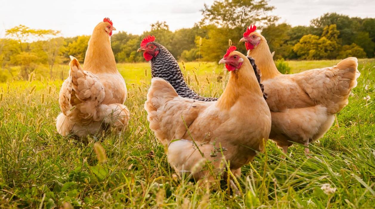 Top 20 des meilleures poules pondeuses
