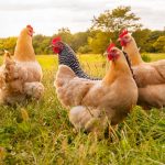 Top 20 des meilleures poules pondeuses