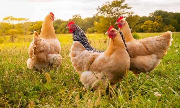 Top 20 des meilleures poules pondeuses