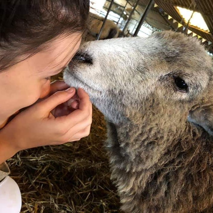 Adopter un mouton : ce quil faut savoir