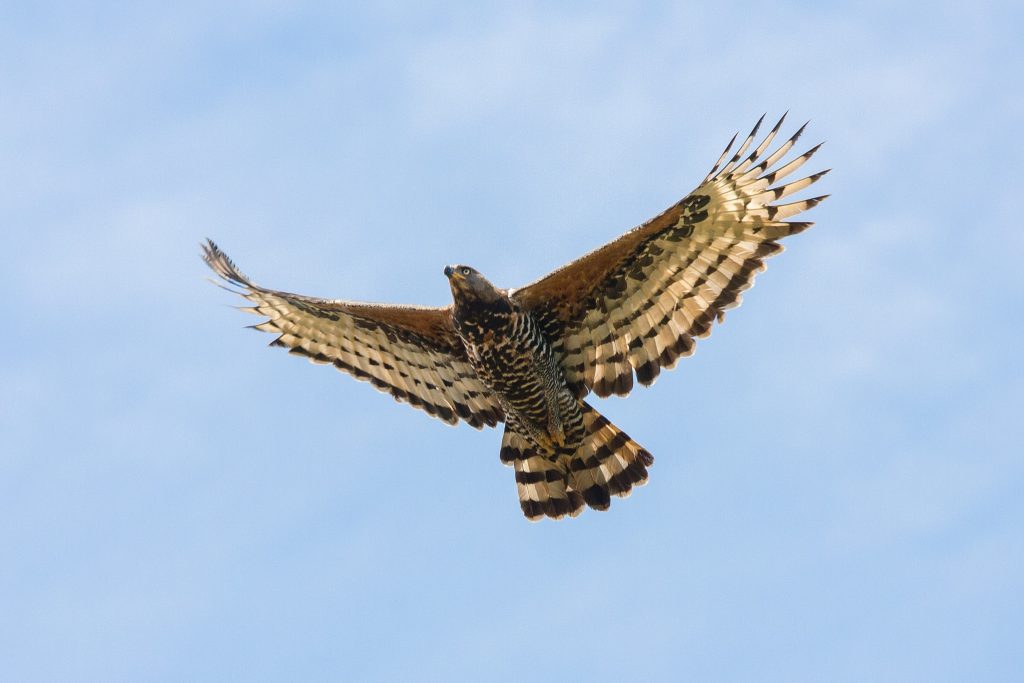 aigle couronné