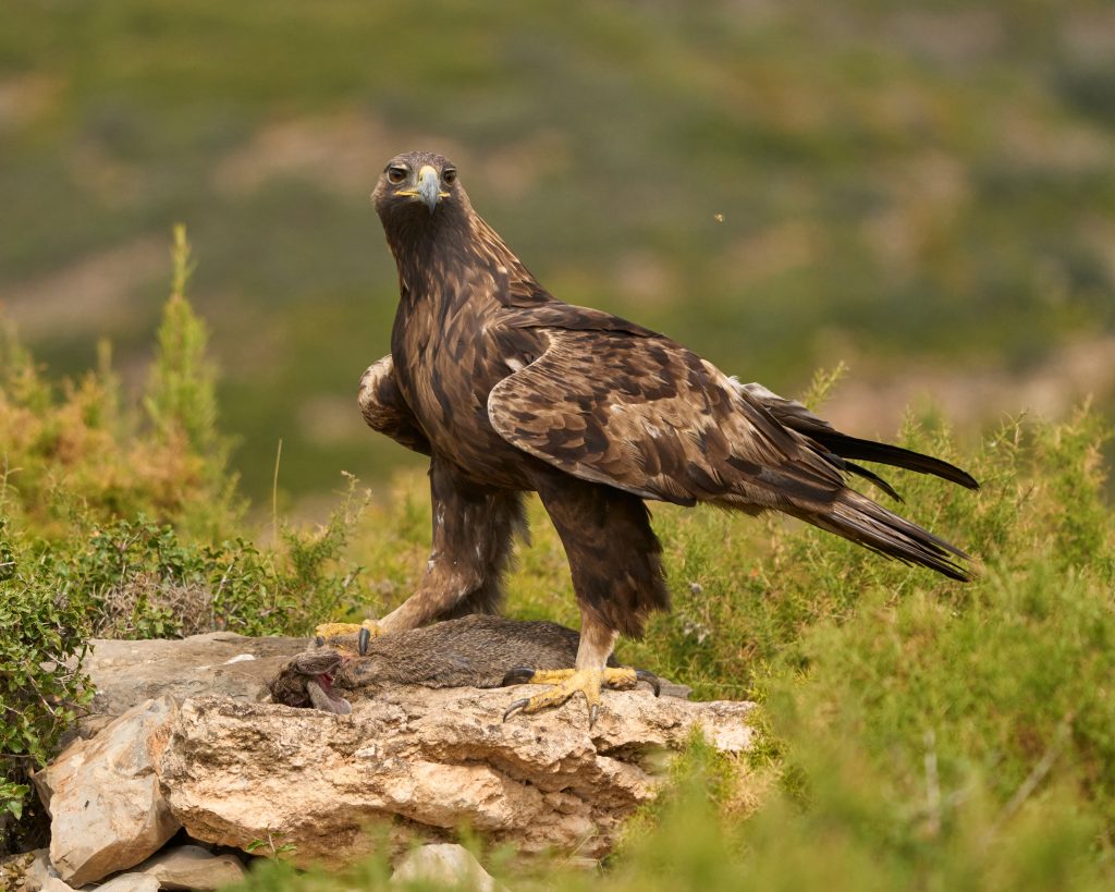 Aigle royal des pyrénées