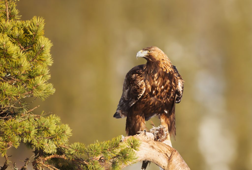 Aigle royal