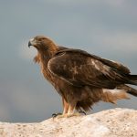 Comment réussir ses photos d’oiseaux rapaces ?