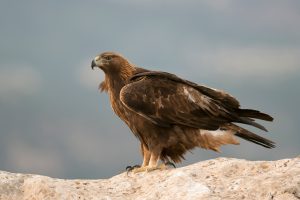 Comment réussir ses photos d’oiseaux rapaces ?