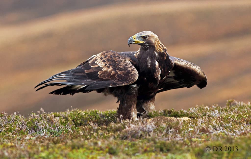 aigle royal