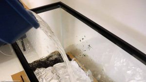 Comment mettre en eau un aquarium d’eau douce ?