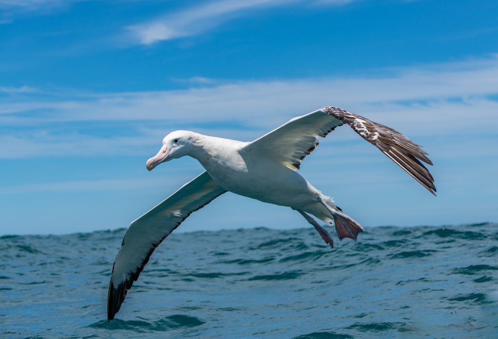 Albatros hurleur