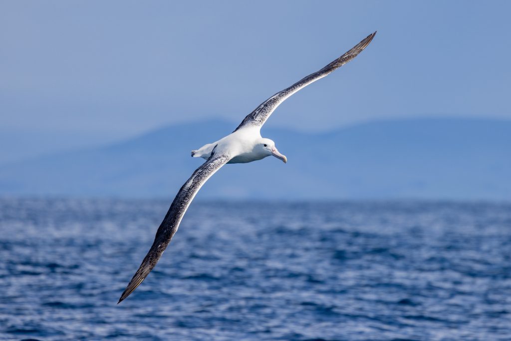 Albatros Royal