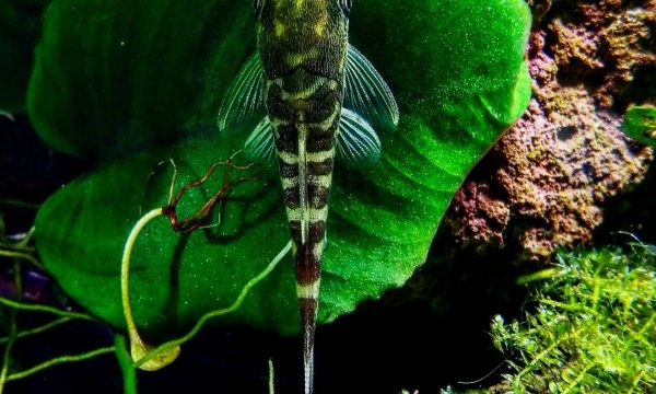 Mangeurs d’algues pour aquariums : poissons, escargots et crevettes