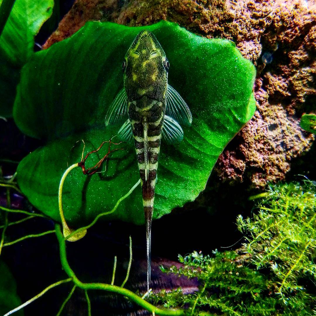 Mangeurs d’algues pour aquariums poissons, escargots et crevettes