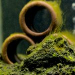 Algues dans l’aquarium : 3 solutions pour les éviter