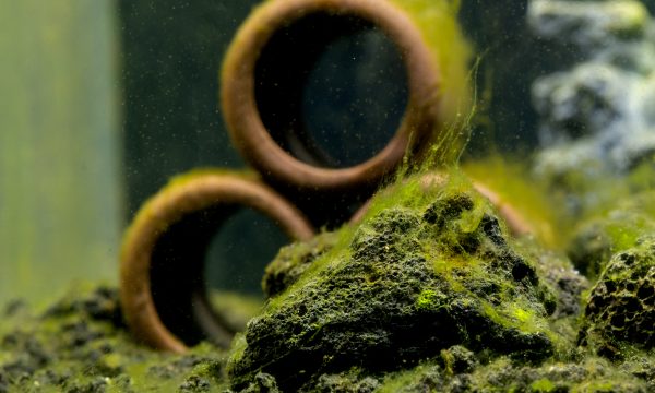 Algues dans l’aquarium : 3 solutions pour les éviter