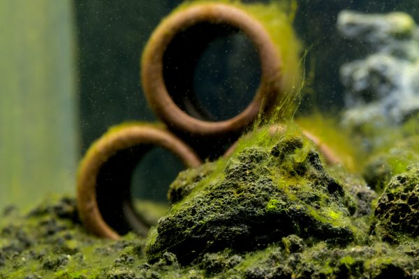 Algues dans l’aquarium : 3 solutions pour les éviter