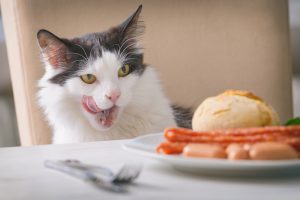 Les aliments dangereux pour son chat