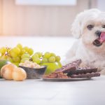 Les aliments toxiques et dangereux pour chiens
