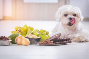 Les aliments toxiques et dangereux pour chiens