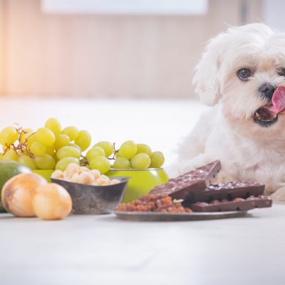 Aliments dangereux pour chien : les aliments à connaître