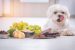 Aliments dangereux pour chien : les aliments à connaître