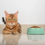 Les allergies alimentaires chez le chat
