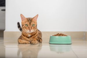 Les allergies alimentaires chez le chat