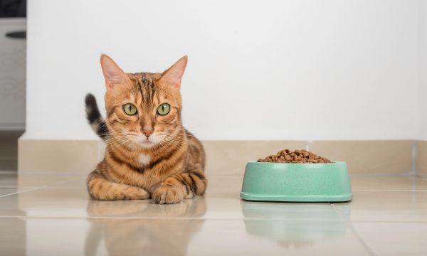Les allergies alimentaires chez le chat
