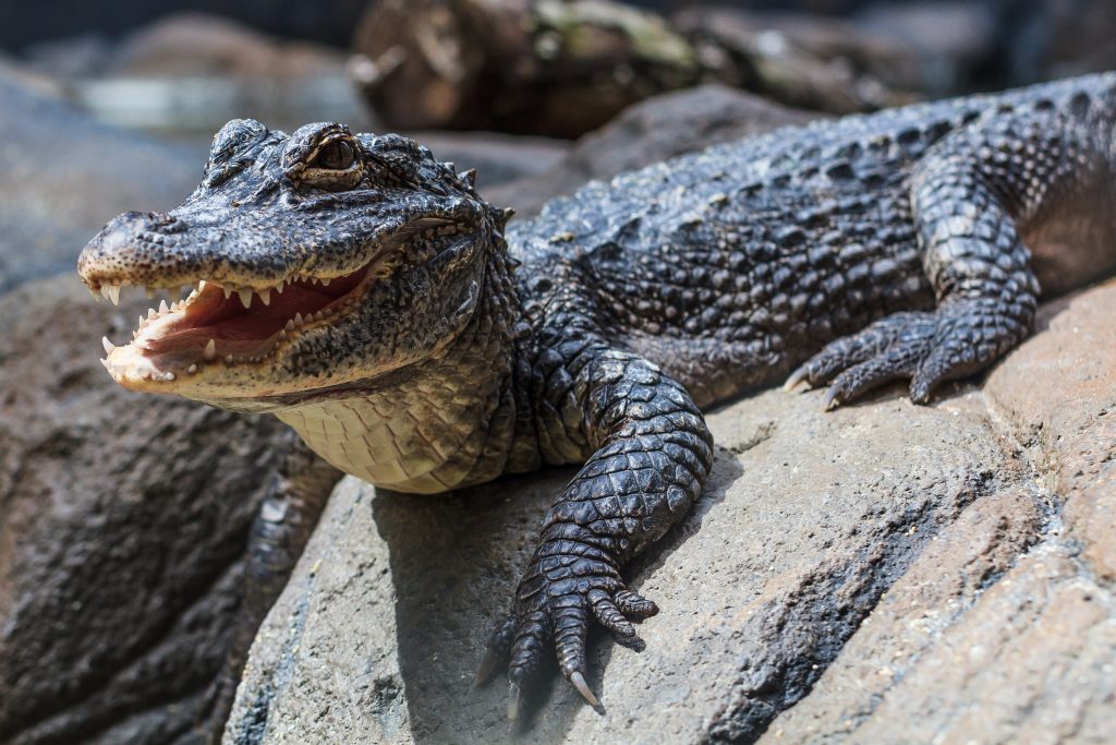 L'alligator de Chine