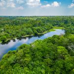 Quels animaux voir au Brésil ?