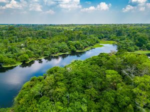 Quels animaux voir au Brésil ?