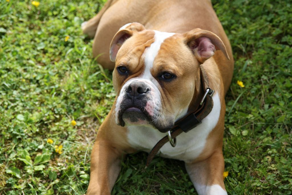 American Bully