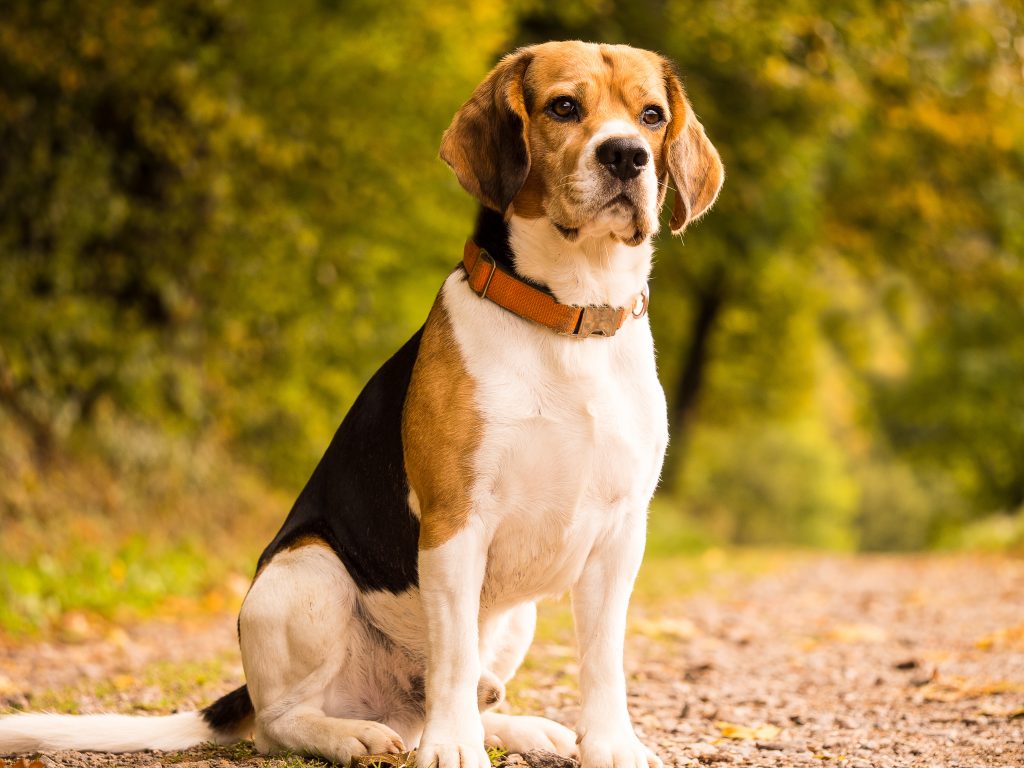 American Foxhound