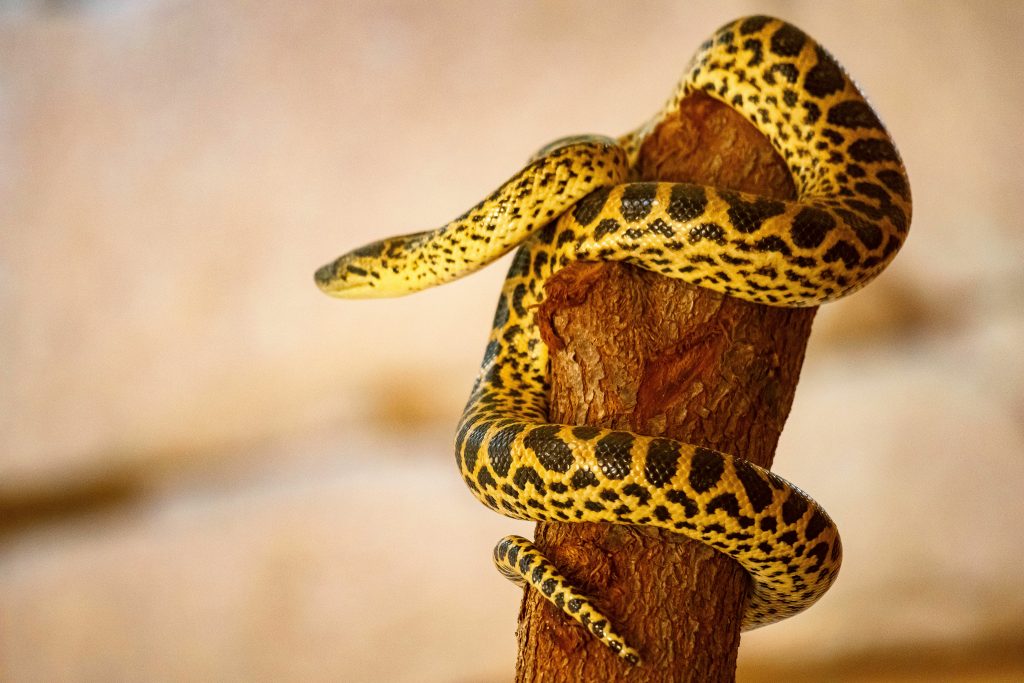 Anaconda jaune