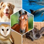 Top 10 des Animaux à l’Ouïe Exceptionnelle