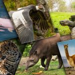 Équateur : Quels Animaux voir durant votre voyage ?