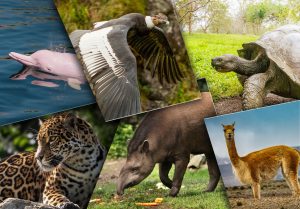 Équateur : Quels Animaux voir durant votre voyage ?