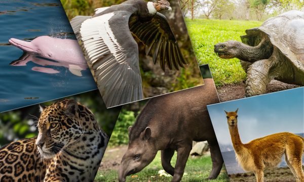 Équateur : Quels Animaux voir durant votre voyage ?