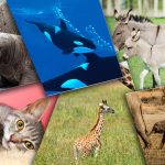 Top 10 des gestations les plus longues du règne animal