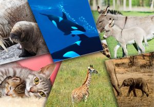 Top 10 des gestations les plus longues du règne animal