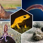 Animaux les plus dangereux : Top 10 espèces à connaître