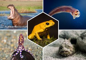 Animaux les plus dangereux : Top 10 espèces à connaître